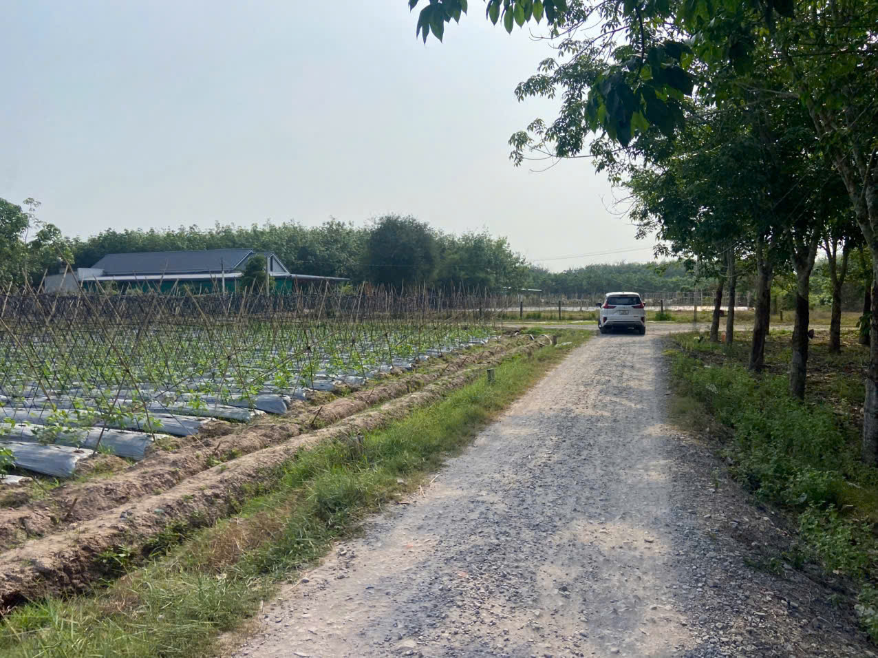 Dự án đất nền ấp rộc a thạnh đức gò dầu tây ninh - Ảnh chính